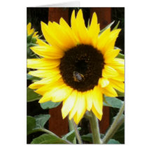 Carte de note de tournesol