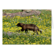 Carte de note de Wolverine