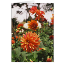 Carte de note orange de dahlias