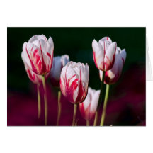 carte de note rose de tulipes