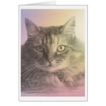 carte de perte d'animal familier de chat