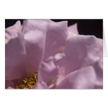 Carte de pétales de rose de Lavendar