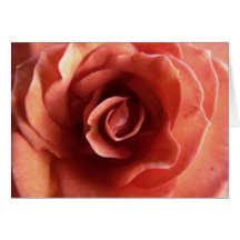 Carte de rose de rose