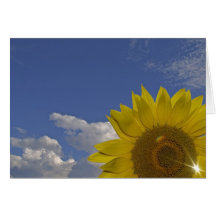 carte de salutation rayons de soleil neutre