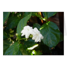 Carte de Sampaguita
