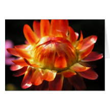 Carte de Strawflower de rayon de soleil