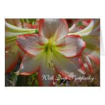 Carte de sympathie d'amaryllis