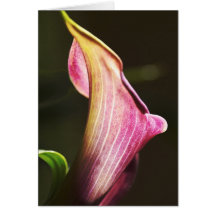 Carte de sympathie florale avec le lis