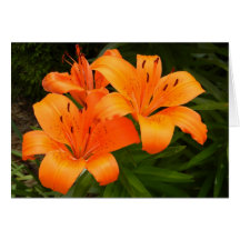 Carte de Tigerlily 2