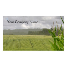 Carte de visite agricole de maïs