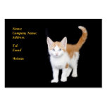Carte de visite de chaton