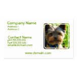 Carte de visite de chien de Yorkshire Terrier