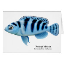 Carte de voeux africaine de Cichlid de Kennyi