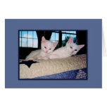 Carte de voeux angora turque de chatons