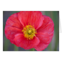 Carte de voeux d'art de fleur