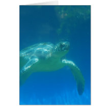 Carte de voeux de bain de tortue de mer
