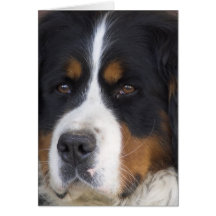 Carte de voeux de Berner Sennenhund