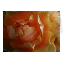 Carte de voeux de blanc de rose d'Orange-Or