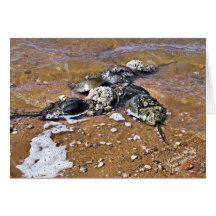 Carte de voeux de crabe en fer à cheval - blanc d'