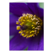 Carte de voeux de fleur de Pasque macro