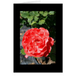 Carte de voeux de fleur de rose rouge et carte de 