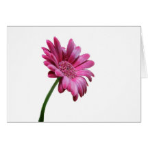 Carte de voeux de marguerite de Gerbera