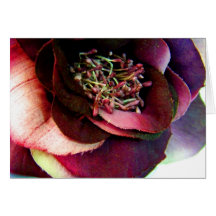 Carte de voeux de photo de rose de pourpre