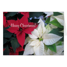 Carte de voeux de poinsettia de Noël