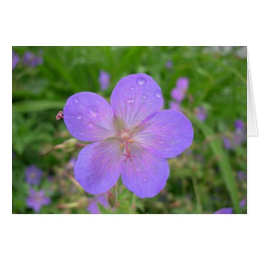 Carte de voeux lilas de fleur