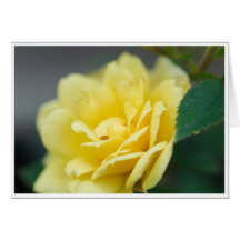 Carte de voeux rose