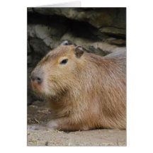 Carte de voeux sauvage de Capybara