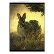 Carte de voeux sauvage de lapins