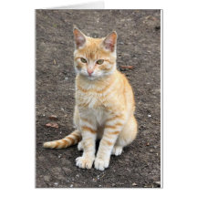 Carte de voeux se reposante de minou