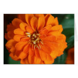Carte de Zinnia