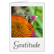 Carte d'echinacée de gratitude