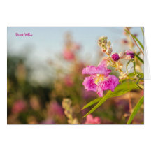 Carte : Fleur #6 de saule de désert