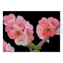 Carte, fleurs de prune