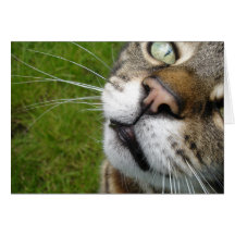 Carte fouineuse de chat