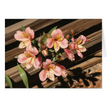 Carte, FREESIAS ET BARRIÈRE