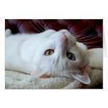 Carte impaire de yeux de chat angora turc
