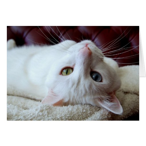 Carte impaire de yeux de chat angora turc de Valen