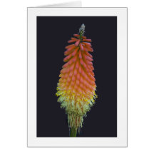 Carte, "Kniphofia" # 219