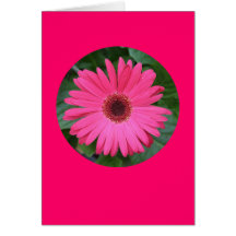 Carte, "marguerite rose de Gerber en cercle" B-1