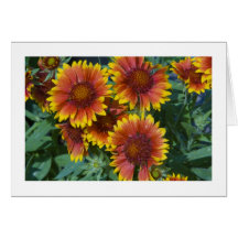 Carte, "marguerites # 227"