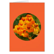 Carte, "nasturces en cercle" D-1