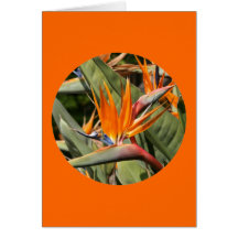 Carte, "oiseau des fleurs de paradis en cercle "
