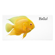 Carte photo de Cichlid de Severum d'or Carte Avec Photo