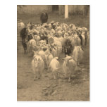 Carte postale