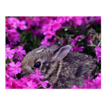 carte postale 11 de lapin