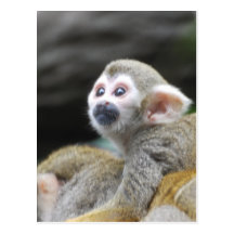 Carte postale adorable de singe-écureuil